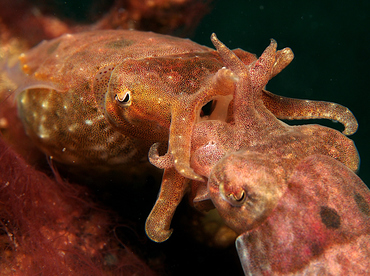 Crinoid Cuttlefish - Sepia sp. 1 - Lembeh Strait, Indonesia