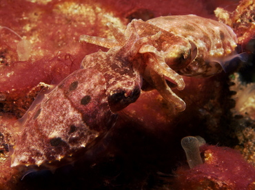 Crinoid Cuttlefish - Sepia sp. 1 - Lembeh Strait, Indonesia