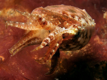 Crinoid Cuttlefish - Sepia sp. 1 - Lembeh Strait, Indonesia