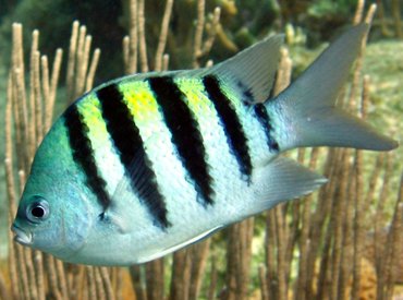 Sergeant Major - Abudefduf saxatilis - Bonaire