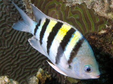 Sergeant Major - Abudefduf saxatilis - Belize