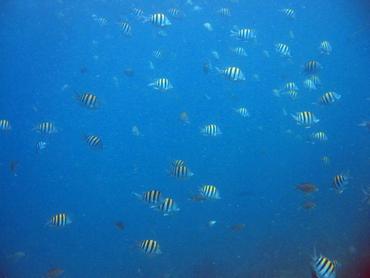 Sergeant Major - Abudefduf saxatilis - Key Largo, Florida