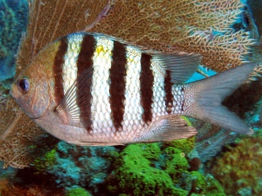 Sergeant Major - Abudefduf saxatilis - Key Largo, Florida