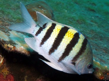 Sergeant Major - Abudefduf saxatilis - Bonaire