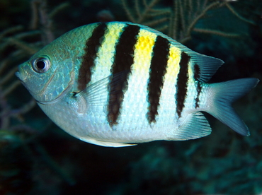 Sergeant Major - Abudefduf saxatilis - Grand Cayman