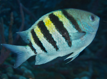 Sergeant Major - Abudefduf saxatilis - Cozumel, Mexico