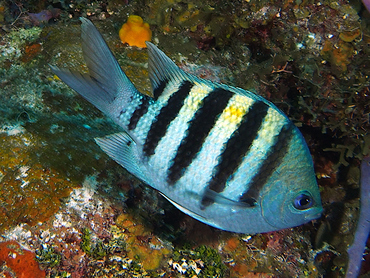 Sergeant Major - Abudefduf saxatilis - Cozumel, Mexico