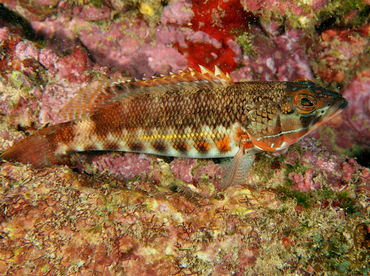 Barred Serrano - Serranus psittacinus - Cabo San Lucas, Mexico