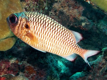 Shadowfin Soldierfish - Myripristis adusta - Palau