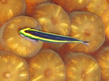 Sharknose Goby - Elacatinus evelynae - Nassau, Bahamas