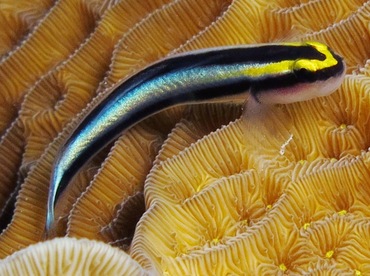 Sharknose Goby - Elacatinus evelynae - Bonaire