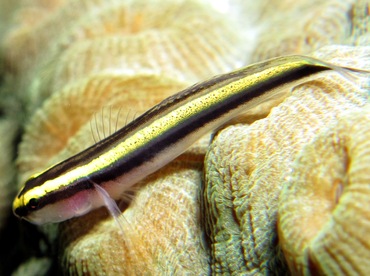 Sharknose Goby - Elacatinus evelynae - Nassau, Bahamas