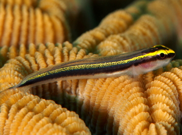 Sharknose Goby - Elacatinus evelynae - Eleuthera, Bahamas