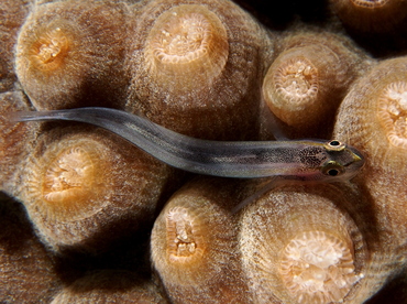 Sharknose Goby - Elacatinus evelynae - The Exumas, Bahamas