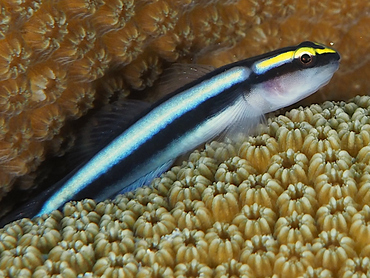 Sharknose Goby - Elacatinus evelynae - Bonaire