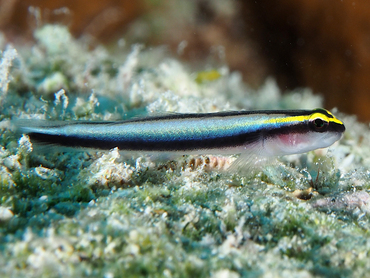 Sharknose Goby - Elacatinus evelynae - Bonaire