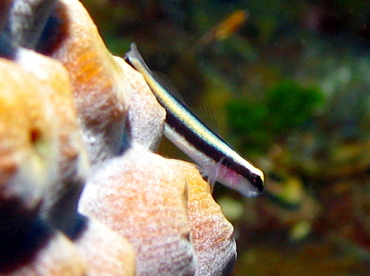 Sharknose Goby - Elacatinus evelynae - Grand Cayman