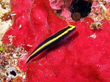 Sharknose Goby - Elacatinus evelynae - Nassau, Bahamas