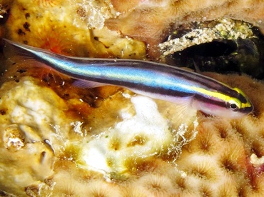 Sharknose Goby - Elacatinus evelynae - Bonaire