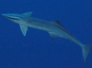 Sharksucker - Echeneis naucrates - Roatan, Honduras