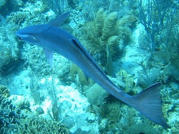 Sharksucker - Echeneis naucrates - Roatan, Honduras