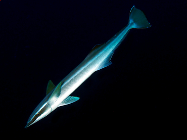 Sharksucker - Echeneis naucrates - Great Barrier Reef, Australia