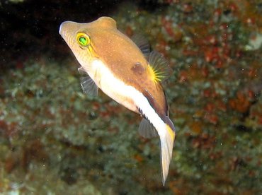 Sharpnose Puffer - Canthigaster rostrata - Isla Mujeres, Mexico