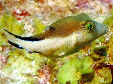 Sharpnose Puffer - Canthigaster rostrata - Belize