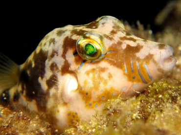 Sharpnose Puffer - Canthigaster rostrata - Cozumel, Mexico