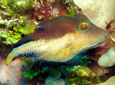 Sharpnose Puffer - Canthigaster rostrata - Cozumel, Mexico