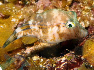 Sharpnose Puffer - Canthigaster rostrata - Eleuthera, Bahamas