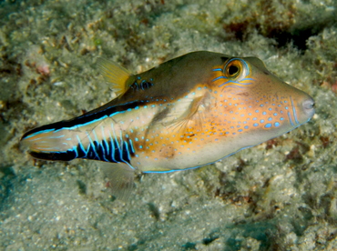 Sharpnose Puffer - Canthigaster rostrata - Palm Beach, Florida