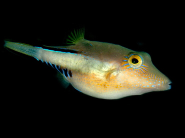 Sharpnose Puffer - Canthigaster rostrata - Palm Beach, Florida