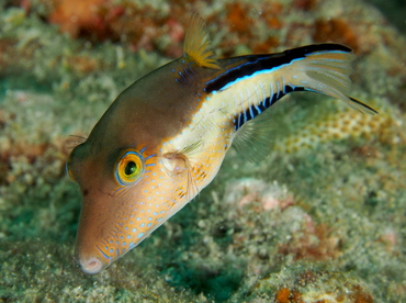 Sharpnose Puffer - Canthigaster rostrata - Palm Beach, Florida