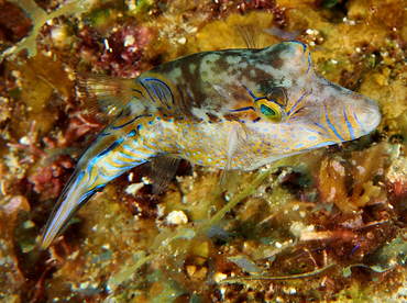 Sharpnose Puffer - Canthigaster rostrata - Roatan, Honduras