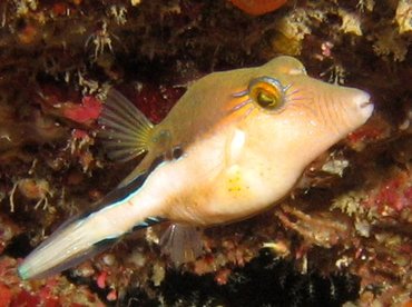 Sharpnose Puffer - Canthigaster rostrata - Roatan, Honduras