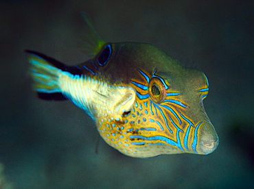 Sharpnose Puffer - Canthigaster rostrata - Roatan, Honduras