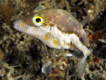 Sharpnose Puffer - Canthigaster rostrata - Blue Heron Bridge, Florida