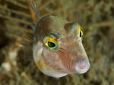 Sharpnose Puffer - Canthigaster rostrata - Blue Heron Bridge, Florida