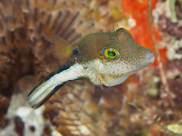 Sharpnose Puffer - Canthigaster rostrata - Palm Beach, Florida