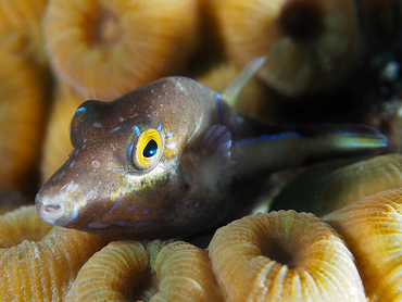 Sharpnose Puffer - Canthigaster rostrata - Bonaire