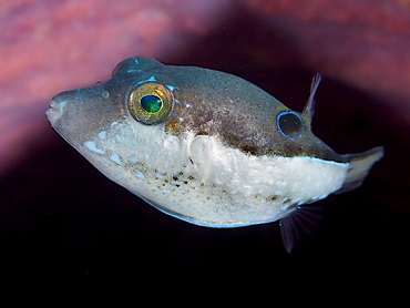 Sharpnose Puffer - Canthigaster rostrata - Bonaire