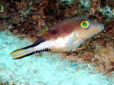 Sharpnose Puffer - Canthigaster rostrata - Nassau, Bahamas