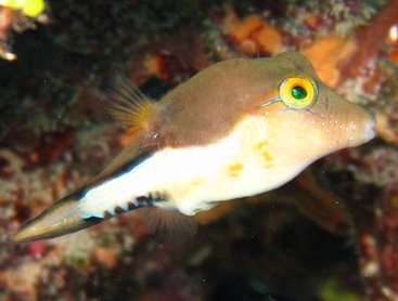 Sharpnose Puffer - Canthigaster rostrata - Key Largo, Florida