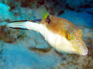 Sharpnose Puffer - Canthigaster rostrata - Grand Cayman