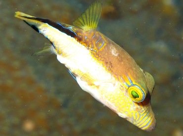 Sharpnose Puffer - Canthigaster rostrata - Belize