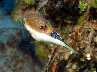 Sharpnose Puffer - Canthigaster rostrata - Grand Cayman