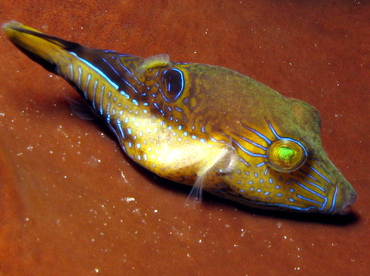 Sharpnose Puffer - Canthigaster rostrata - Belize