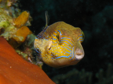 Sharpnose Puffer - Canthigaster rostrata - Belize