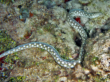 Sharptail Eel - Myrichthys breviceps - Cozumel, Mexico